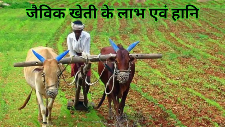 organic farming